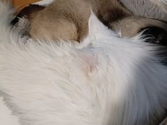 -猫小院猫主题咖啡厅(北锣店)