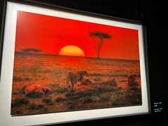 -罗红摄影艺术馆