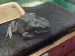 -上海大自然野生昆虫馆(东方明珠·爬宠昆虫探索中心)