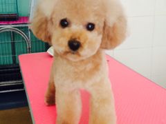 -喵宠乐园·撸猫互动·猫舍