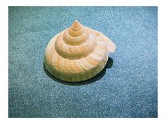 -上海海洋大学鱼文化博物馆(军工路校区)