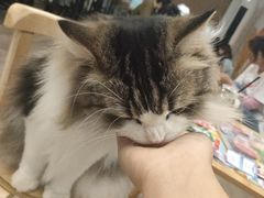 -柴迷FANS CLUB·柴犬狗咖·猫咖