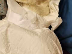 -宠爱国际动物医院· 猫科· 外科·中兽医(长白店)