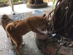 -柴犬高等学院·狗咖·柴犬售卖·宠物训练