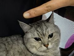 -关爱宠物医院·猫科中心·消化科(滨湖万达分院)