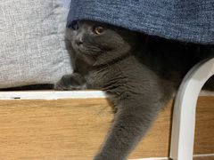 -瑞派康怡24h宠物医院·犬猫医疗中心·微创绝育(瑞景分院)