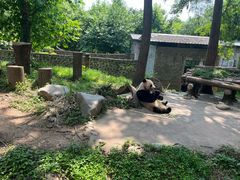 -都江堰中华大熊猫苑