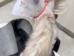 -中农国际动物医院24小时·猫科·骨科·急重症中心