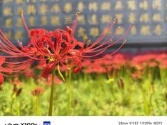 -西安大兴善寺