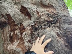 -青岛崂山太清宫