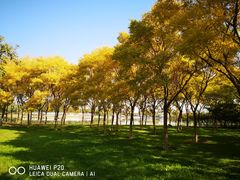 -大兴滨河森林公园