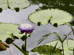 -云溪植物园