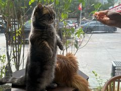 -豆逗聊愈猫阁Easy Life
