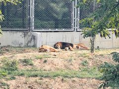 -石家庄市动物园