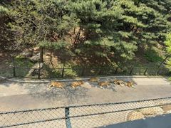 -大连森林动物园
