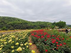 -龙寺生态园