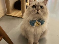 -猫友咖啡店(玉林西路店)