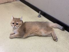 -格蕾宠物医院24H·猫科·肿瘤科·骨科中心(福州总院)