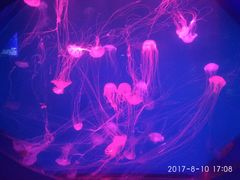 -巨鹏飞梦幻海岸