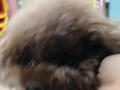 -全心全意连锁动物医院·微创中心·内科急重症·心脏专科(丰管路店)