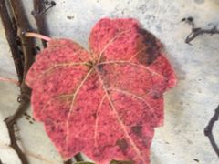 -中影南方影城嘉邻中心店