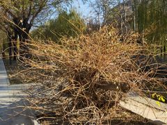 -元大都城垣遗址公园