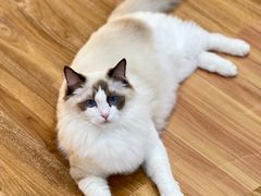 -COLOR PETS 撸猫馆·购猫·猫咖(长风大悦城店)
