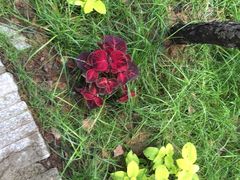 -北纬44度·金珠花海休闲农业旅游景区