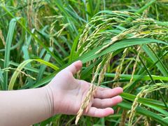 -光明小镇欢乐田园