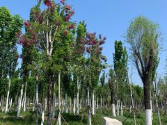 -天津东丽湖风景区