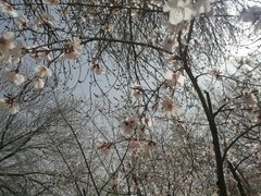 -桃花堤公园