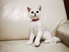 -lincat·猫舍(广州店)