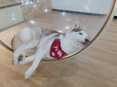 火锅-Husky Go! 哈士奇体验馆·宠物咖啡厅狗咖