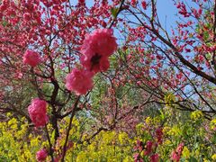 -南汇桃花村