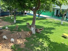 -西霞口神雕山野生动物世界