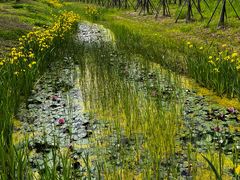 -黄海国家森林公园