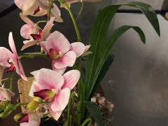 -施奈儿.洗头頭療.按摩SPA.采耳(上梅林店)
