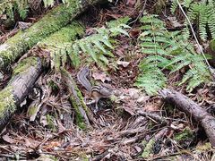 -五营红松林海景区