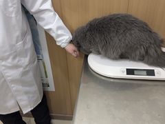 -米苏动物医院·犬猫专科·骨科外科内窥镜