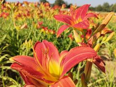 -汉长安城未央宫国家考古遗址公园