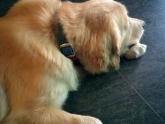 android_upload_pic-百好乐宠物友好餐厅(朝外大街店)