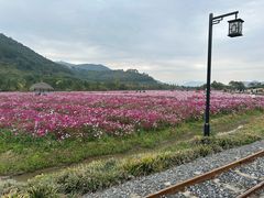 -径山花海