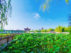 -莲花池公园