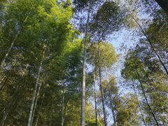 -上海佘山国家森林公园天马山园