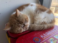 -怪兽屋·羊驼·猫咖·狗咖(俊华广场店)