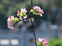 -莫愁湖公园