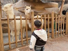 -杭州开元森泊度假乐园