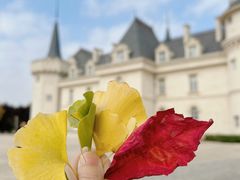 -北京张裕爱斐堡酒庄