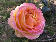 -漩门湾国家湿地公园