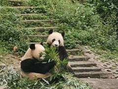 -中国大熊猫保护研究中心雅安碧峰峡基地